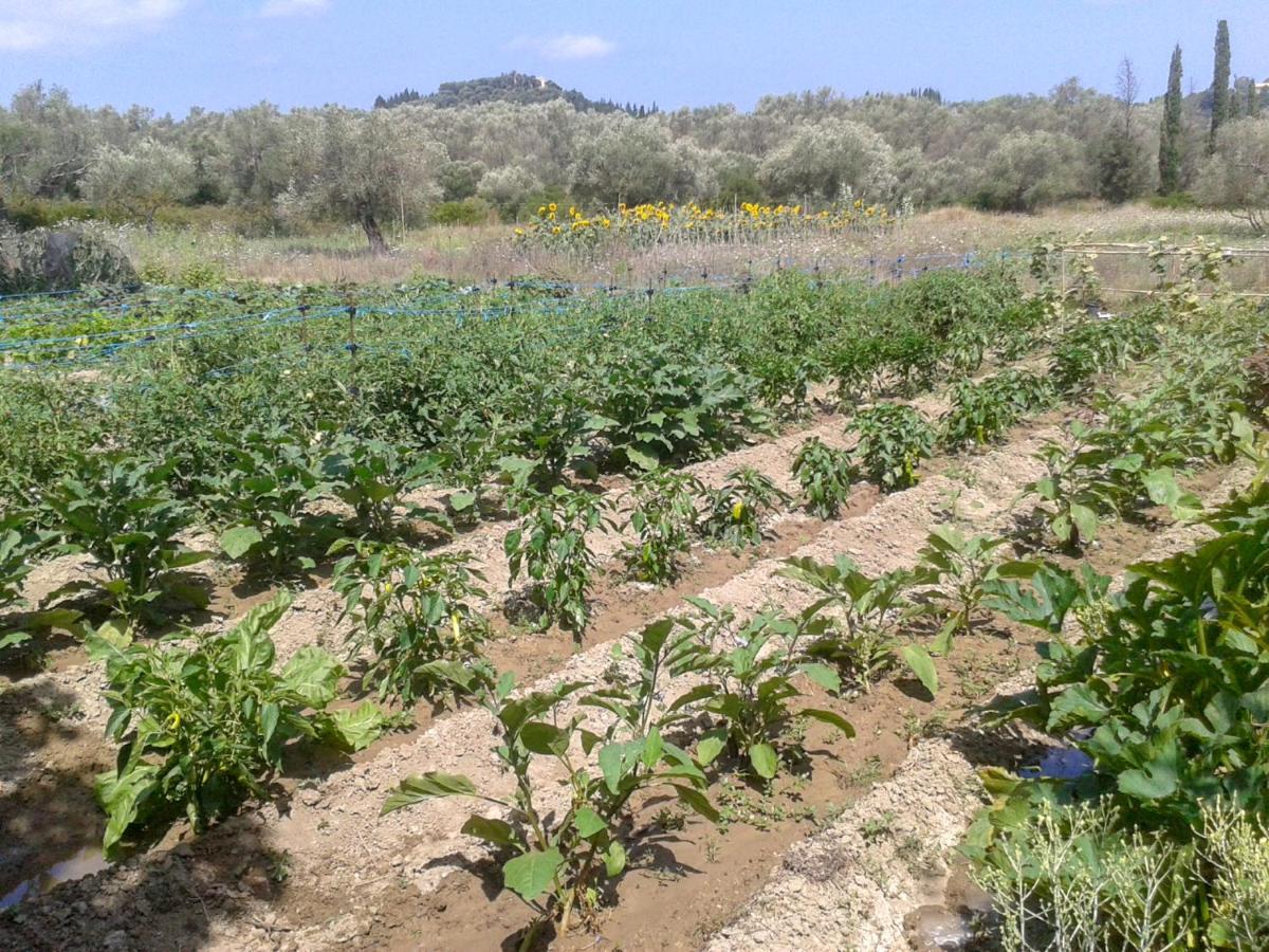 הוילה Xanthátai Aroggia Farm מראה חיצוני תמונה